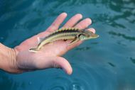 Uralkali Releases over 41,000 Juvenile Sterlets into the Kama River